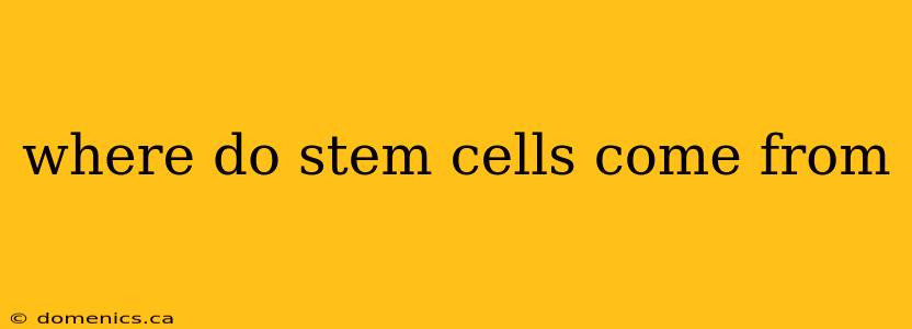 where do stem cells come from