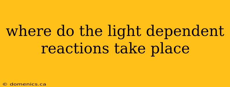 where do the light dependent reactions take place