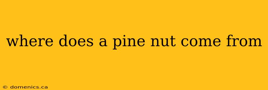 where does a pine nut come from