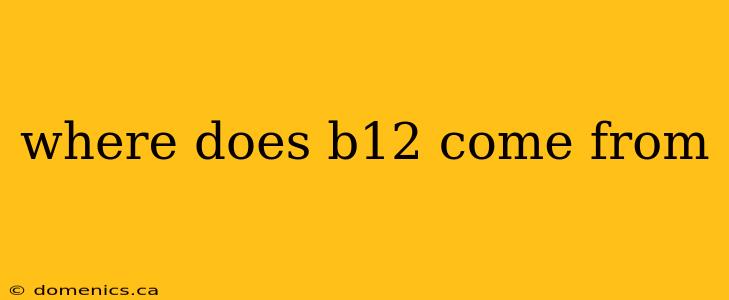 where does b12 come from