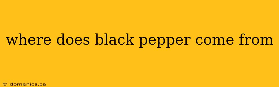 where does black pepper come from