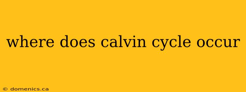 where does calvin cycle occur