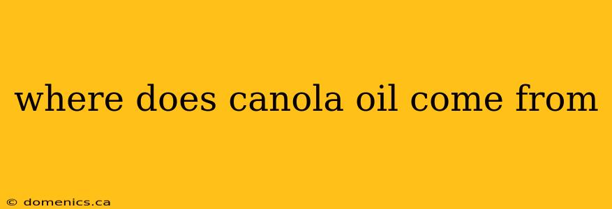 where does canola oil come from