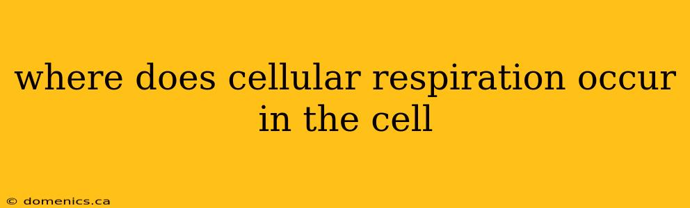 where does cellular respiration occur in the cell