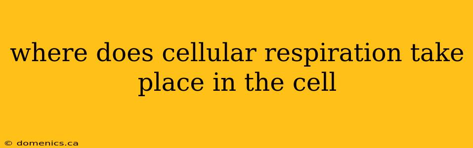 where does cellular respiration take place in the cell