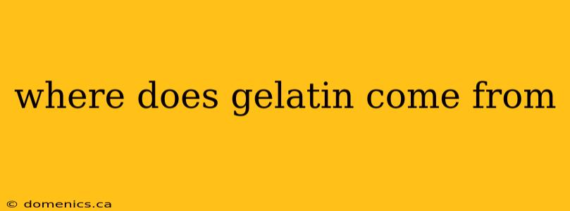 where does gelatin come from