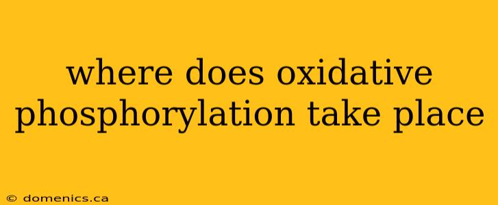 where does oxidative phosphorylation take place