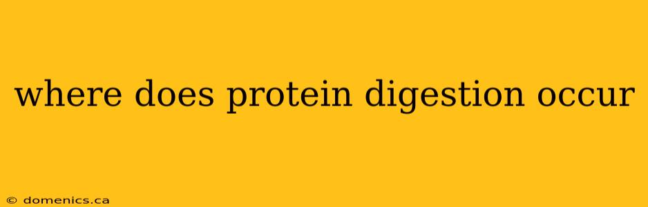 where does protein digestion occur