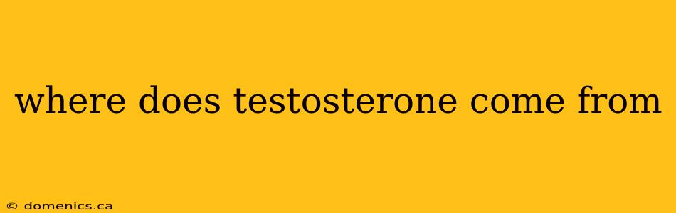 where does testosterone come from