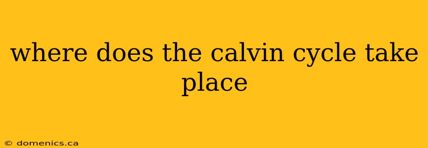 where does the calvin cycle take place