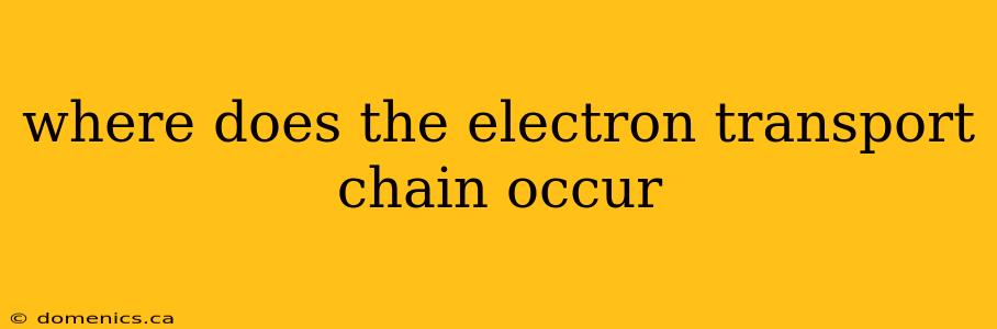 where does the electron transport chain occur
