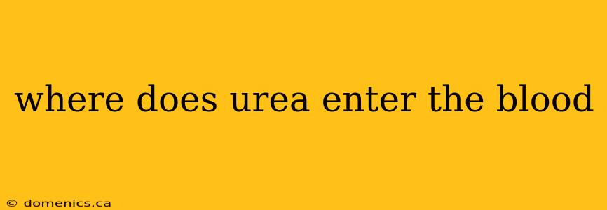 where does urea enter the blood