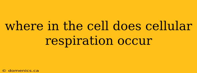 where in the cell does cellular respiration occur