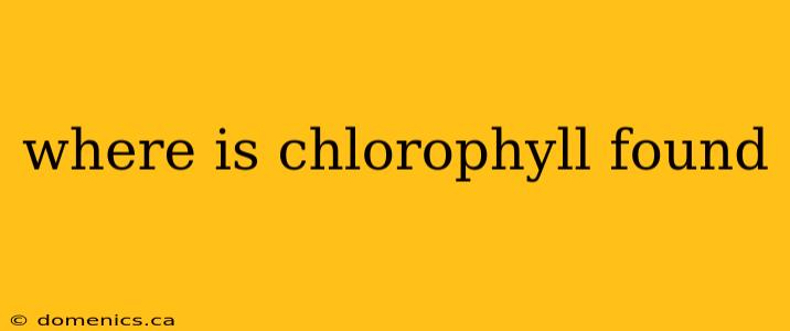 where is chlorophyll found