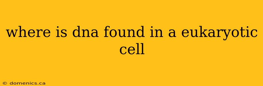 where is dna found in a eukaryotic cell