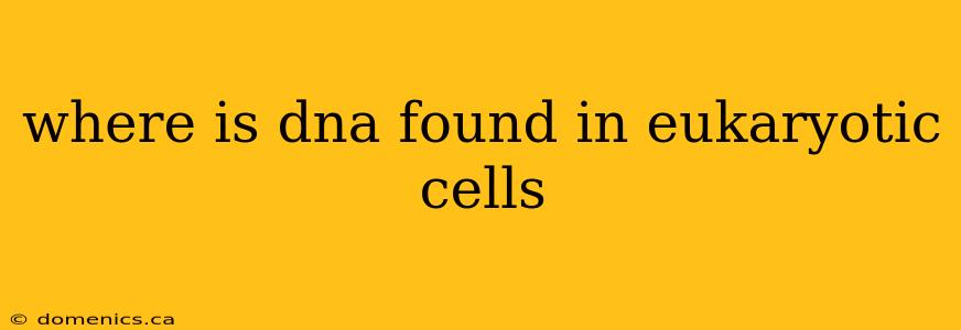 where is dna found in eukaryotic cells