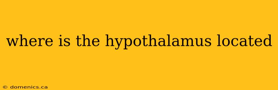 where is the hypothalamus located