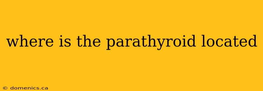 where is the parathyroid located