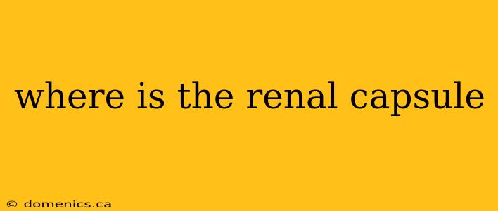 where is the renal capsule