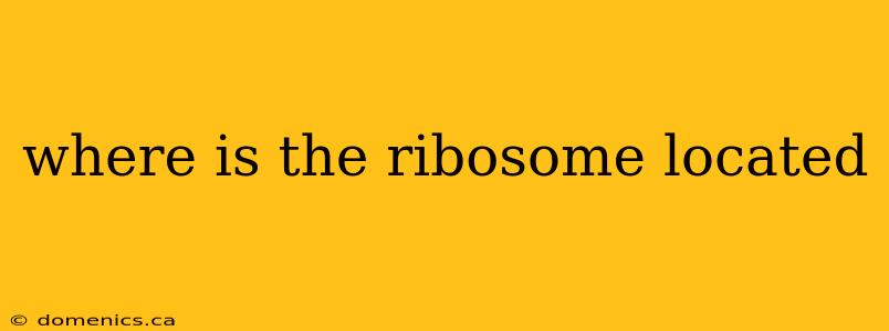 where is the ribosome located