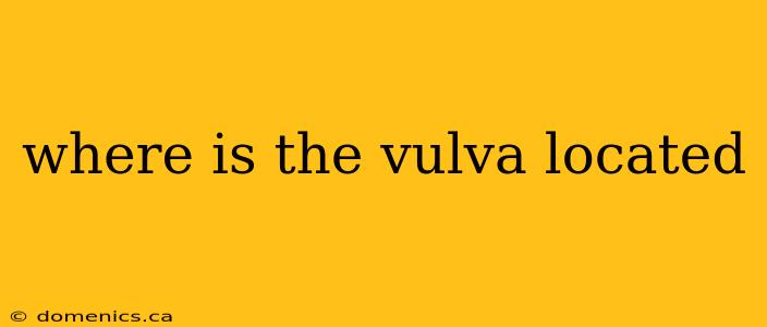 where is the vulva located