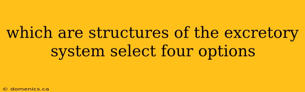 which are structures of the excretory system select four options