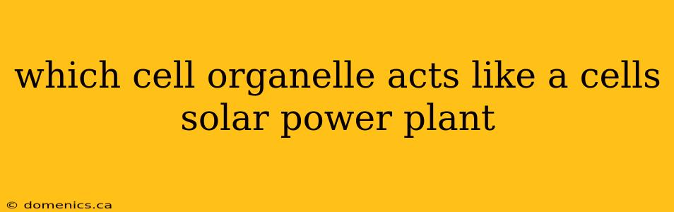 which cell organelle acts like a cells solar power plant