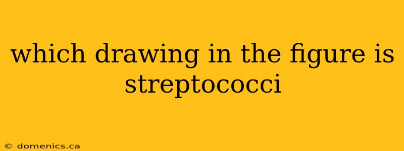 which drawing in the figure is streptococci