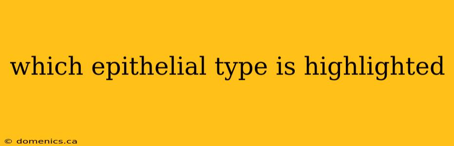 which epithelial type is highlighted