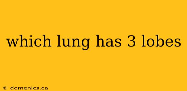 which lung has 3 lobes