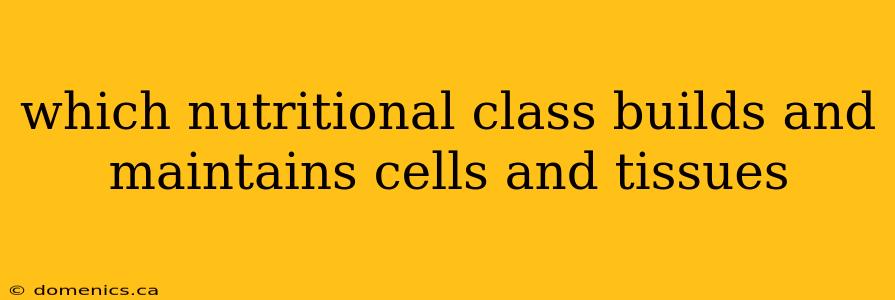 which nutritional class builds and maintains cells and tissues