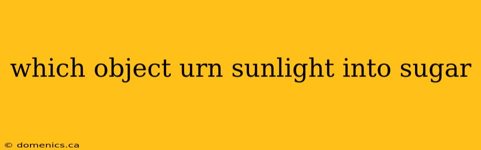 which object urn sunlight into sugar