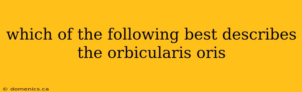 which of the following best describes the orbicularis oris