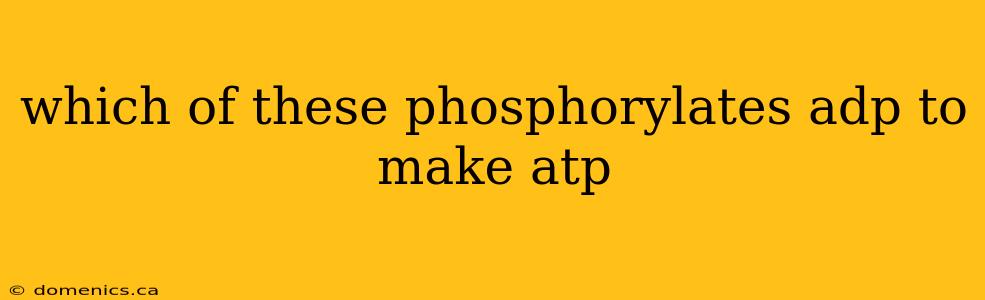 which of these phosphorylates adp to make atp