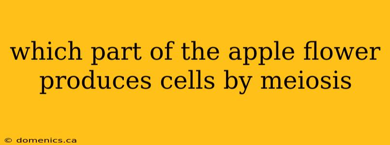 which part of the apple flower produces cells by meiosis