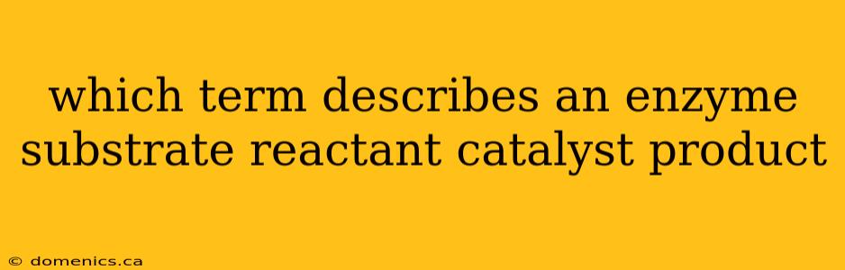 which term describes an enzyme substrate reactant catalyst product