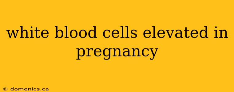 white blood cells elevated in pregnancy