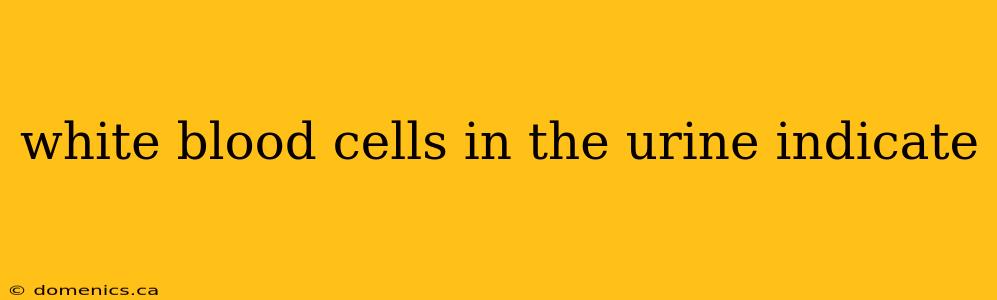 white blood cells in the urine indicate