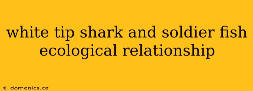 white tip shark and soldier fish ecological relationship