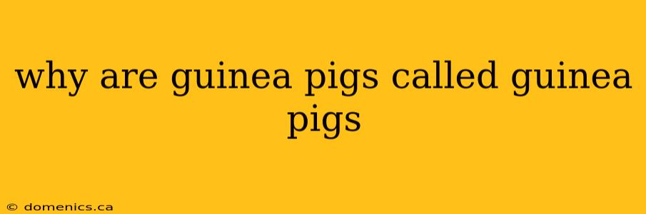 why are guinea pigs called guinea pigs