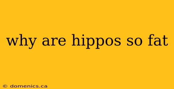 why are hippos so fat