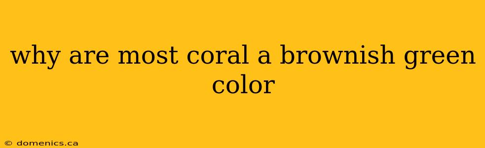 why are most coral a brownish green color