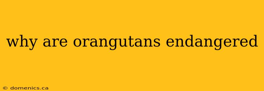 why are orangutans endangered