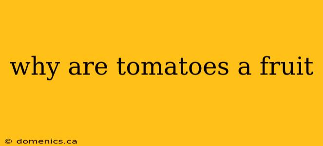 why are tomatoes a fruit