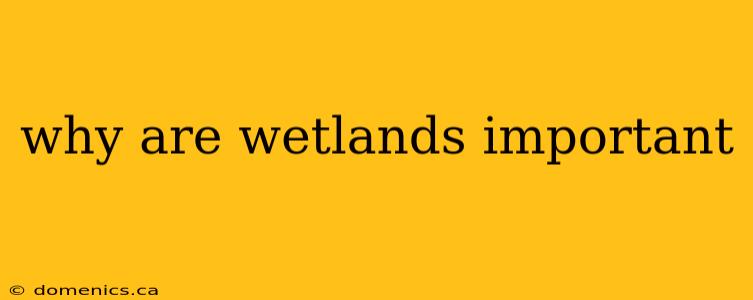 why are wetlands important