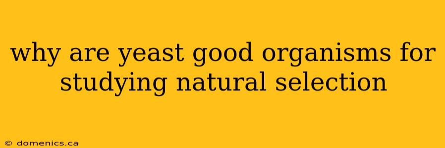 why are yeast good organisms for studying natural selection
