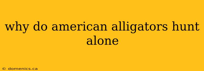 why do american alligators hunt alone