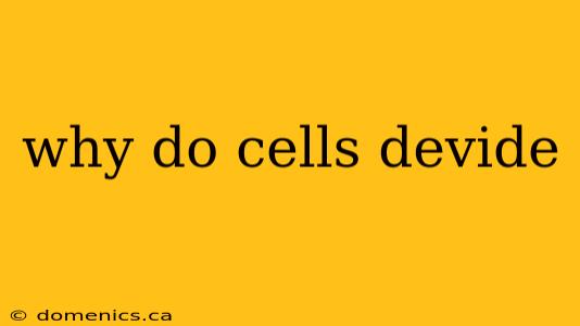 why do cells devide