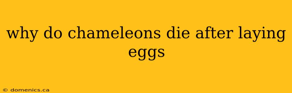 why do chameleons die after laying eggs