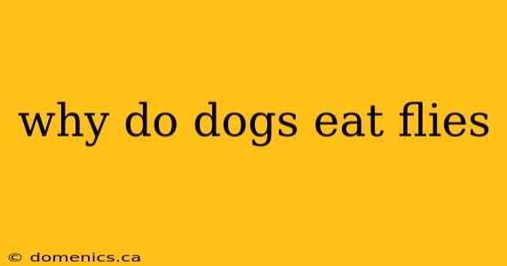 why do dogs eat flies